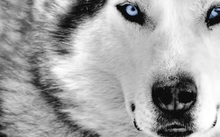 animals dogs wolf arctic husky 1680x1050 wallpaper 